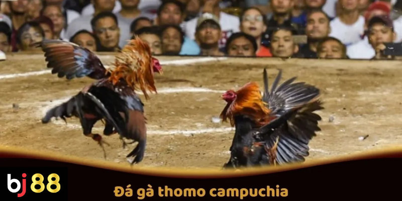 Đá gà Thomo Campuchia và những trận đấu đáng chú ý 2 Đá Gà Thomo Campuchia Tại BJ88: Các Trận Đấu Hấp Dẫn